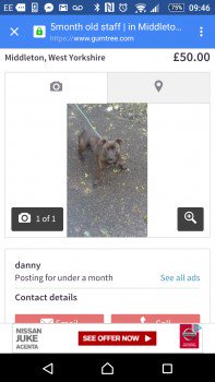 millypod1's tweet image. #Lost Brindle Staffordshire Bull Terrier Female
#BelleIsle #Middleton #WestYorkshire #LS10 doglost.co.uk/dog-blog.php?d…