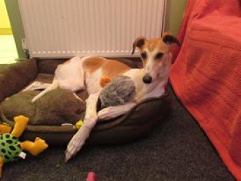 millypod1's tweet image. #Lost #ScanMe  Lurcher Male 
Rothwell Country Park #Rothwell #Leeds #WestYorkshire #LS26  doglost.co.uk/dog-blog.php?d…