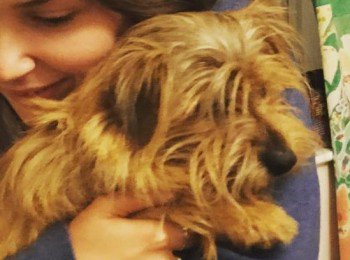 millypod1's tweet image. #Lost Norfolk Terrier Female  
Farm / Lower Road #Blackthorn #Bicester #Oxfordshire #OX25 doglost.co.uk/dog-blog.php?d…