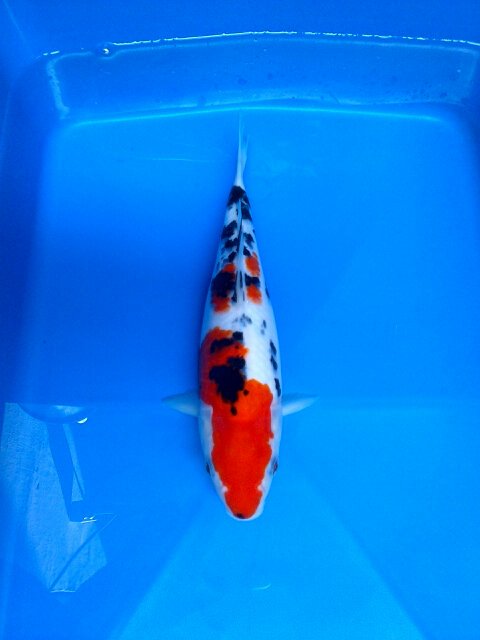 java_koi tweet picture