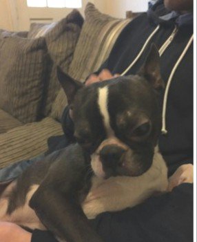 millypod1's tweet image. #Lost #ScanMe Black &amp;amp; White Boston Terrier Male 
#Frankley nr #Northfield #Birmingham #B31 doglost.co.uk/dog-blog.php?d… …