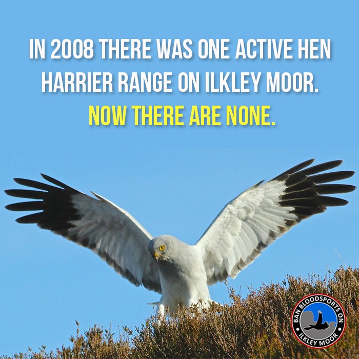 Hen harriers are now absent from #Ilkley Moor. Ask <a href="/BradfordMDC/">Bradford Council</a> to ban grouse shooting: bit.ly/IlkleyMoor