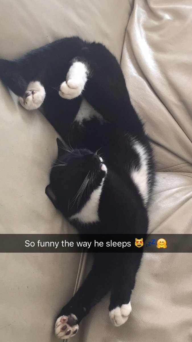clairsmith88's tweet photo. @TPSRainbowBears Olivia's pets #AnimalAwarenessDay #CarrTheSnake #BoyTheCat xx https://t.co/k4PHMDnsOH