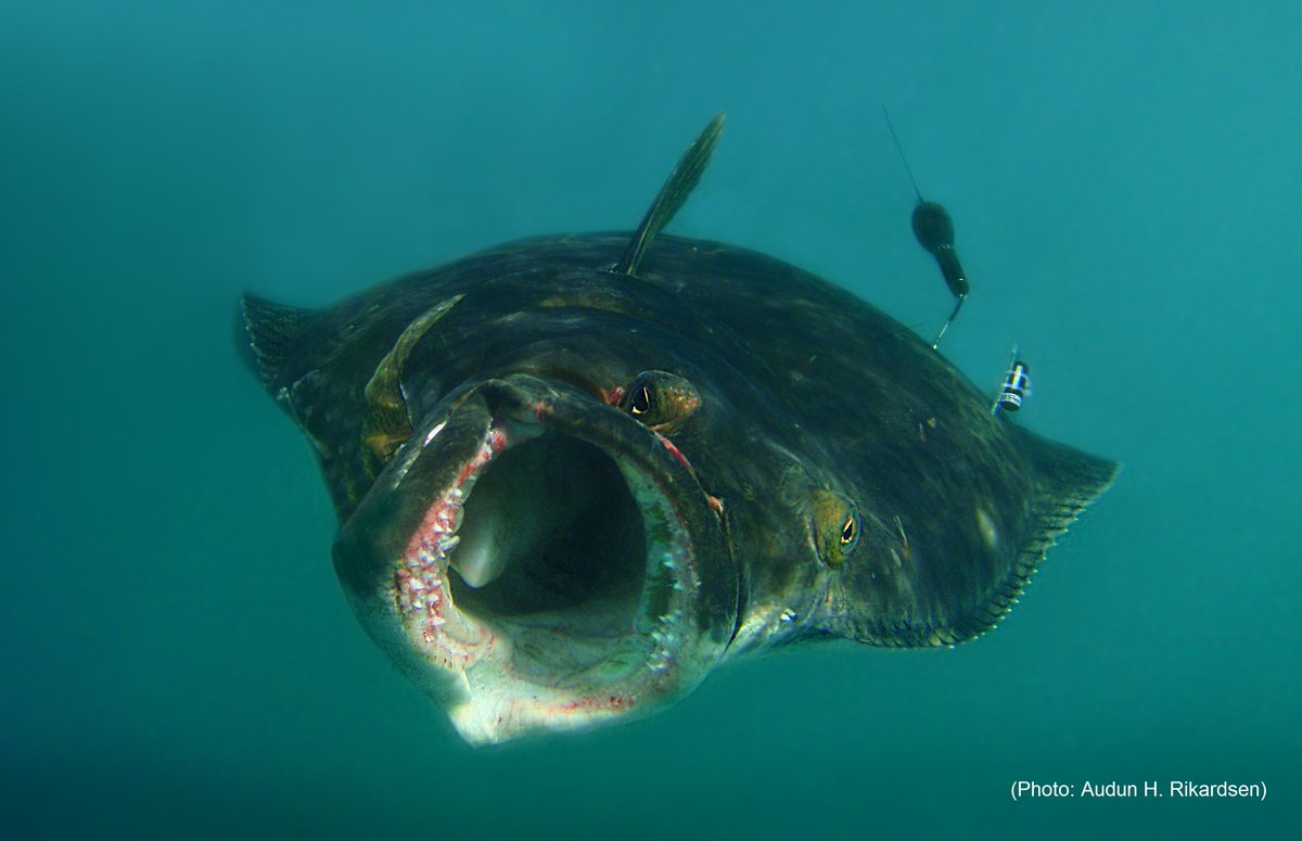 kenoferter's tweet image. Our #tagging study in Fish Res shows that Atlantic #halibut can survive #CatchAndRelease! goo.gl/a69Aes