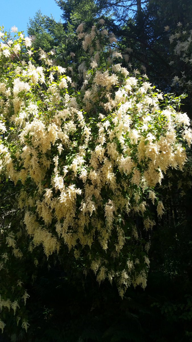 midnight_ruby94's tweet image. 