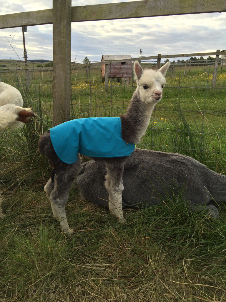 BarnacreAlpacas's tweet photo. Hello Farran mummy has the best idea, sit down its raining! https://t.co/p2Nn9tCDc9