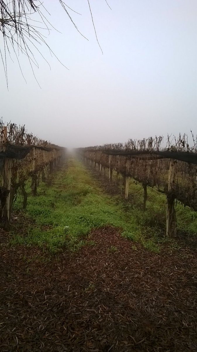 Foggy morning at the vineyards. Mañana con niebla en la finca.
Pasión y respeto por la tierra.
