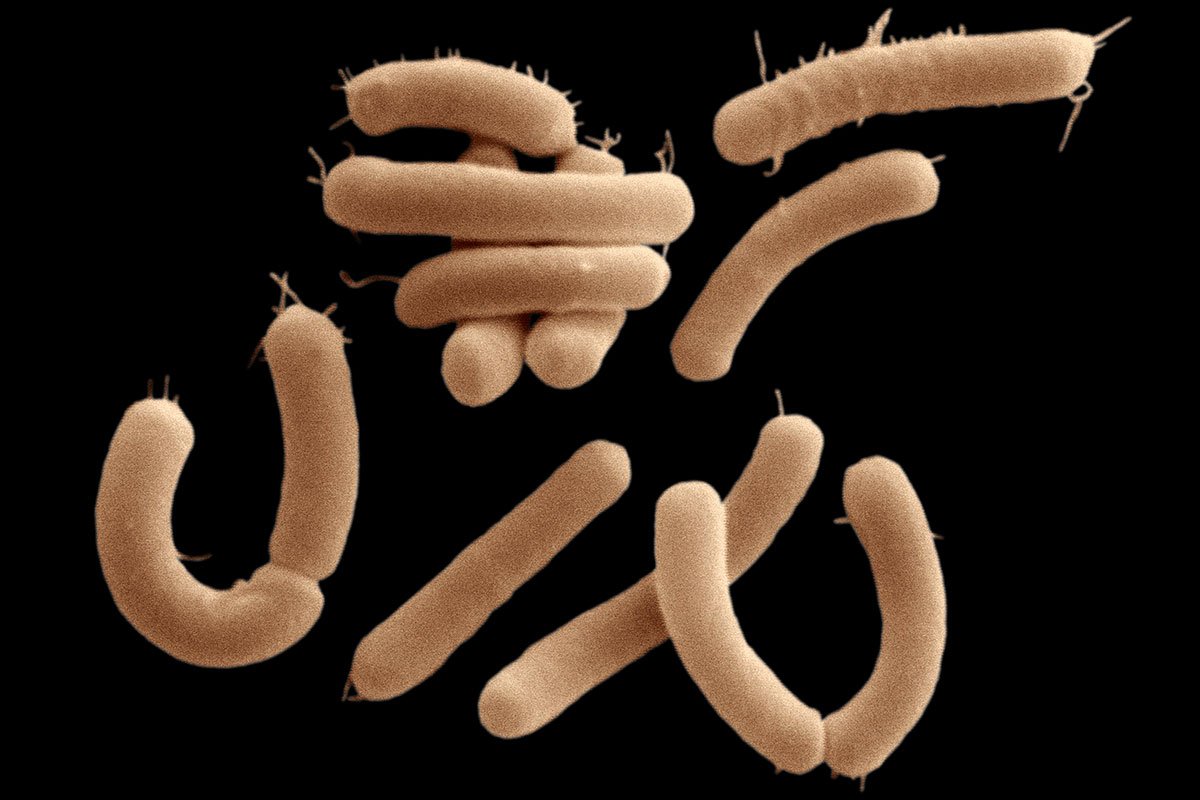 newscientist's tweet image. Gut bacteria spotted eating brain chemicals for the first time ow.ly/Ye10301TY5y