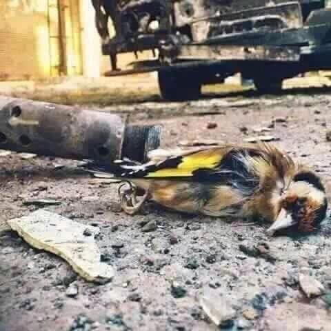 في بلدي قتلت جميع الارواح
حتى الطير قتل لأنه في سماء #العراق

#العراق_ينزف
#بغداد_لن_تخضع