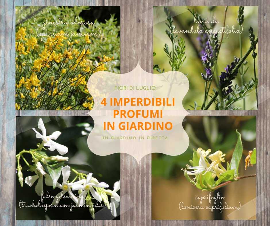 giardinoindiret's tweet image. #estate non è solo #fiori, ma anche #profumi! Ecco i 4 imperdibili! bit.ly/29gUnJE #giardinoindiretta