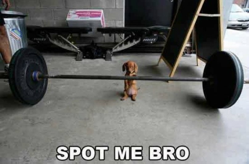 'Work out' she said @k9organics #mondaymotivation #mondayfitness #fitness #GoForIt #nevertoosmall #dog #funny #work