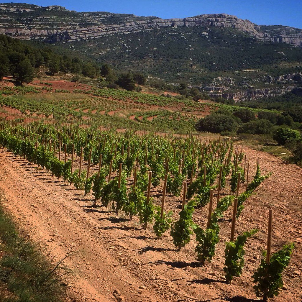 "Masdeu historic vineyard", Red Grenache grown as bush vine, red clay, calcareous and chalk soils, El Priorat.