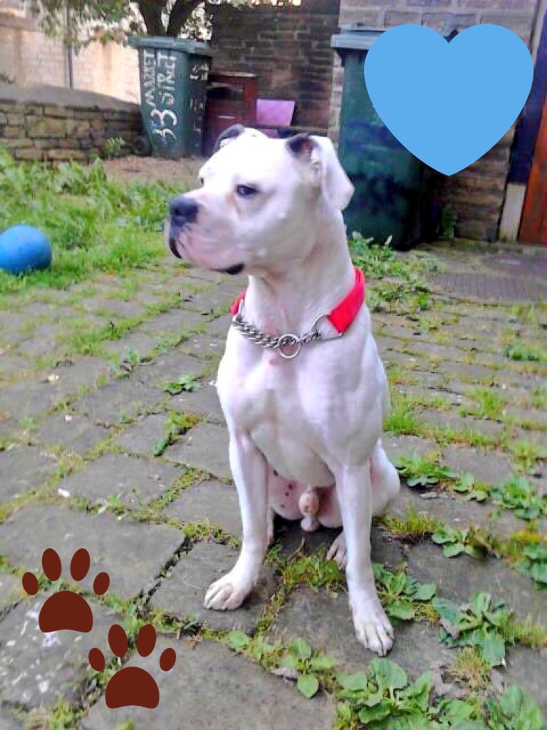 LinbeeDogs's tweet photo. This month's mission... #HomeForAJ... Male Boxer X, around 2 years old, neutered, vaccd, best as only dog... 1/2 https://t.co/ynV4SLs38O