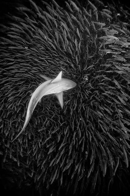 Gorgeous, underwater fireworks for our American #sharkangels. Happy 4th! 

Photo: Paul Cowell