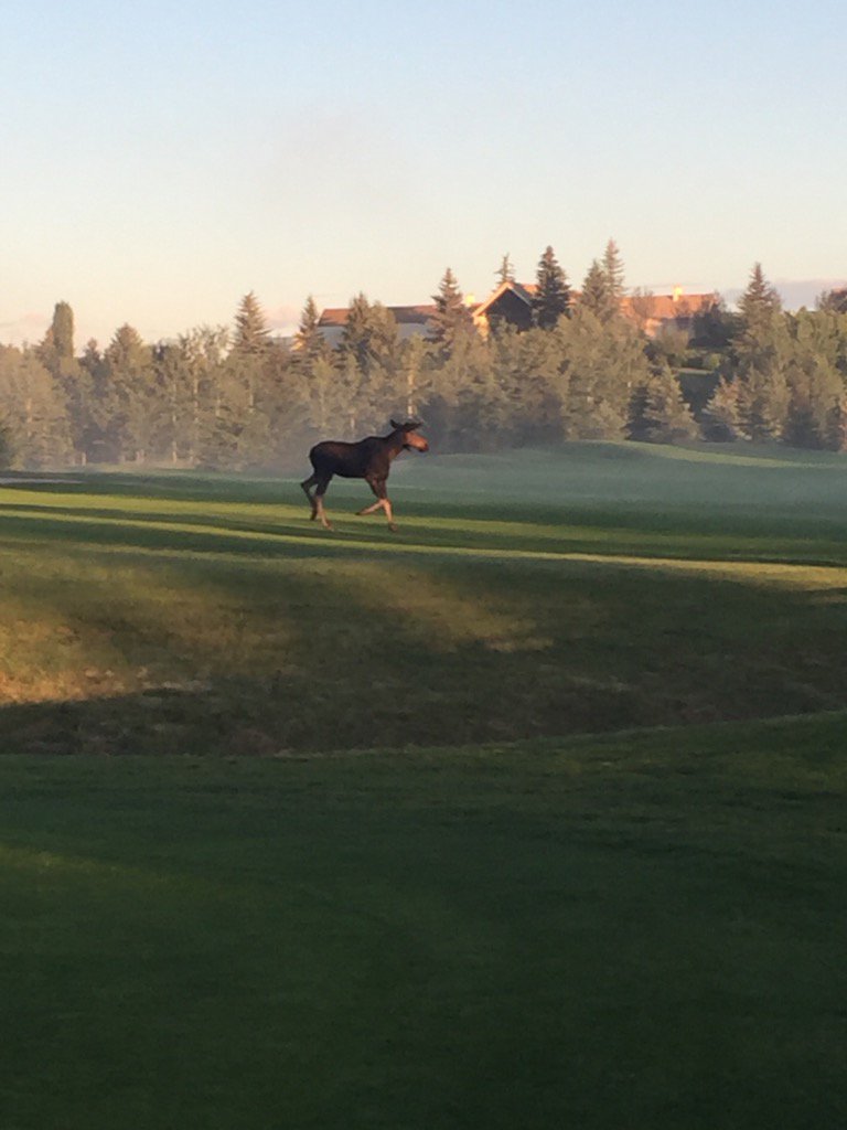 glencoegcc's tweet photo. Beautiful morning for maintenance day on The Meadows and for a visit from some wildlife #Bullmoose https://t.co/IceDbe0SME
