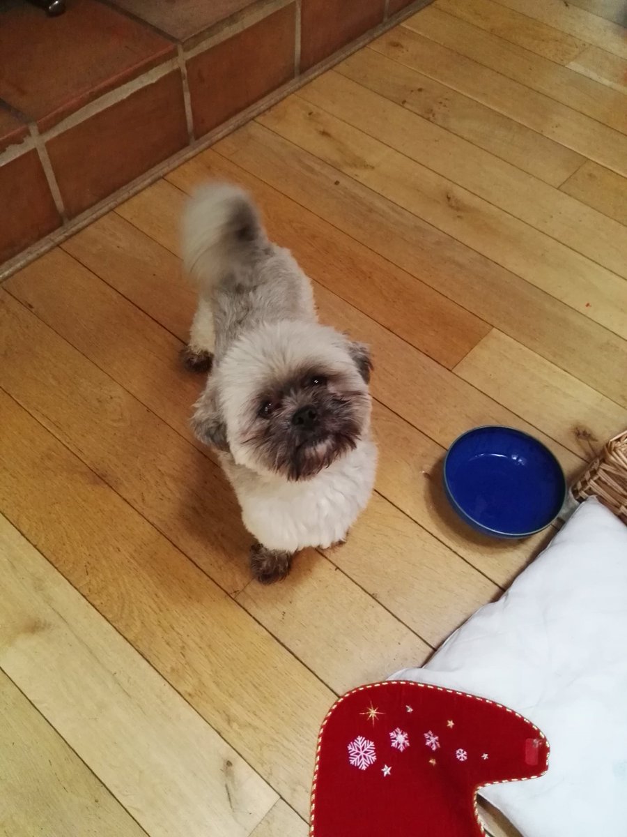 Found this chap at 11 near Gormanstown Church. About to check Microchip. DM me if you recognise him. Thanks.