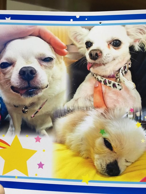 親戚のおばちゃんも来る事に😱💦💦 犬の毛掃除しないと💦💦 https://t.co/O5KeMYavzn