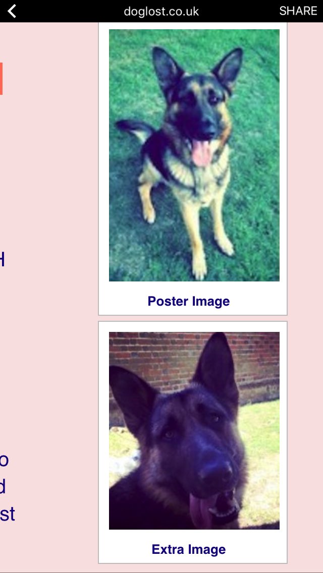 pigdog57's tweet image. Bruiser missing since October Reunited yayyyy @millypod1 @HunnyJax