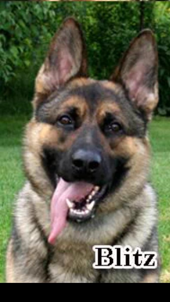 DRPS_K9's tweet image. K902 PSD Blitz  located evidence and tracked down a suspect hiding Saturday night related to a serious stabbing.