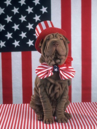 BarnabyNo1Dog's tweet photo. Woof, woof! May we take this opportunity of wishing all of our furiends &amp; followers a pawsome #IndependenceDay https://t.co/MjZ5VOsKE0