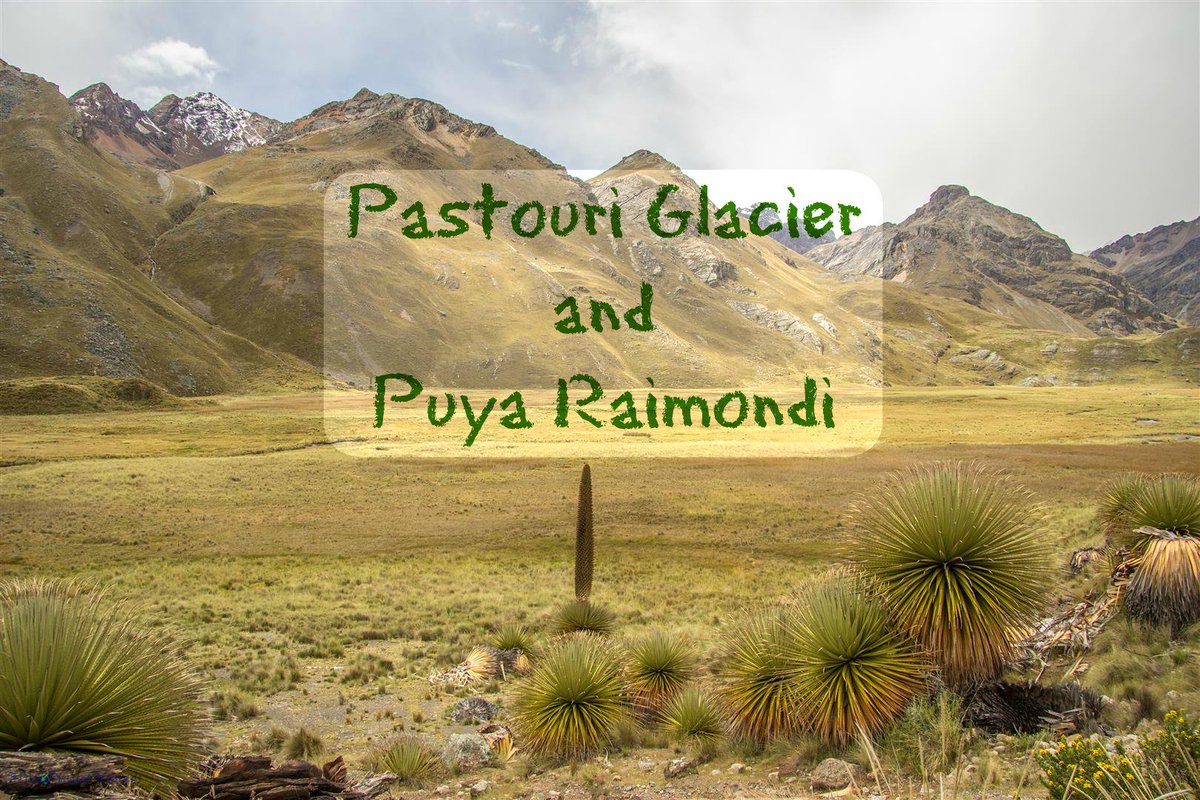 blueplanetnomad's tweet photo. A day trip from Huaraz, Peru to see the giant Puya Raimondi and Pastouri Glacier at 5,240 https://t.co/gvmFhNGtXR https://t.co/IkCikMZgla