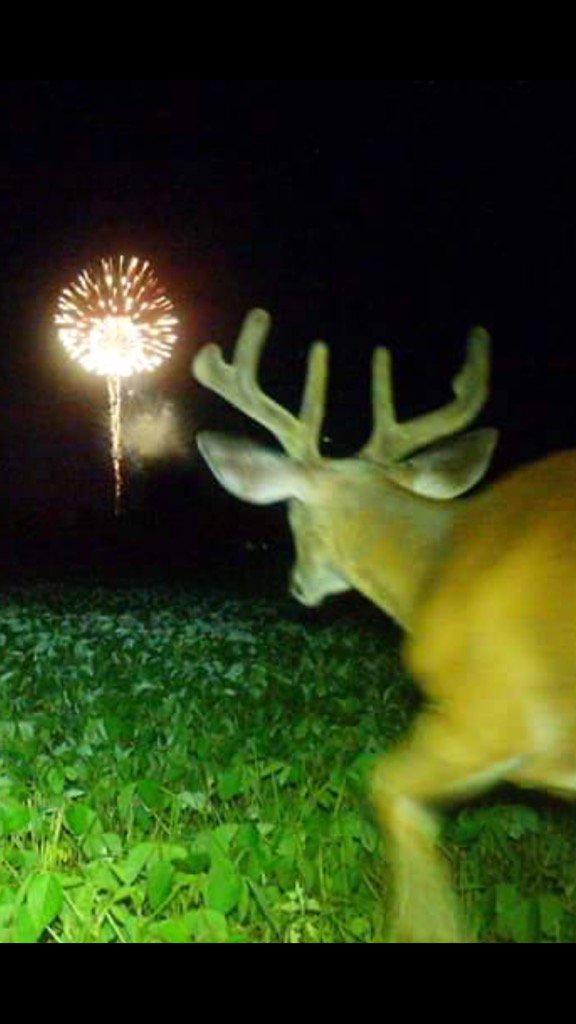 gnilsen78's tweet photo. Happy 4th of July https://t.co/5Q2DDRUieF