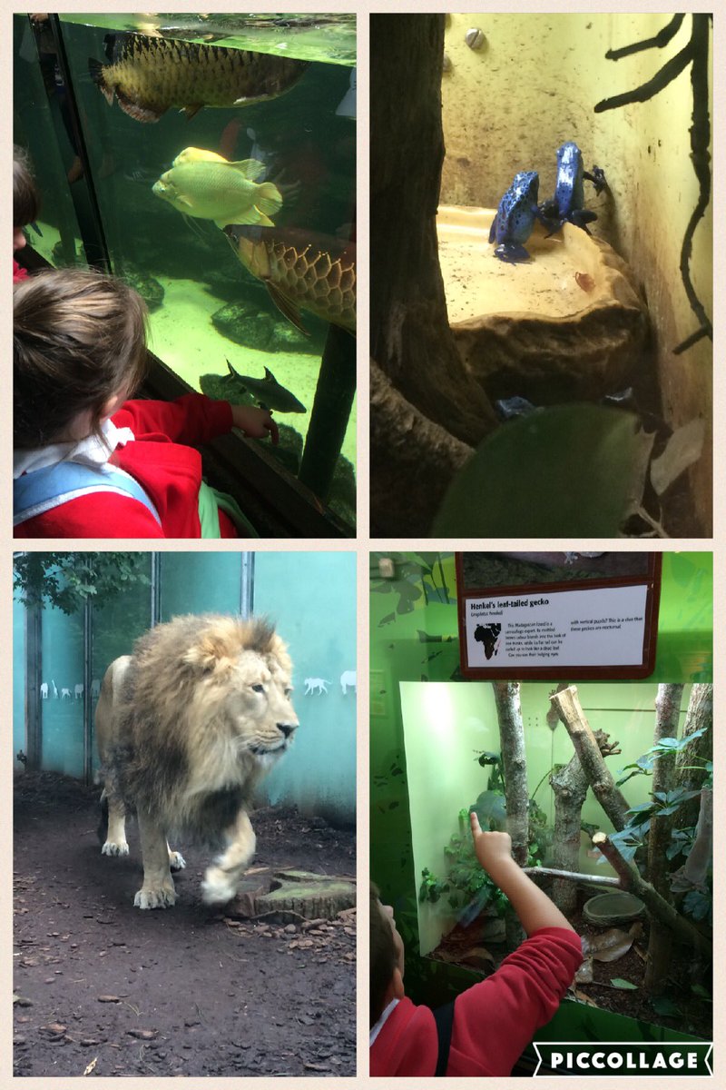 BryngwynPrimary's tweet photo. Lots of interesting creatures to see 🦁🐟 https://t.co/PlI5ktBUsA