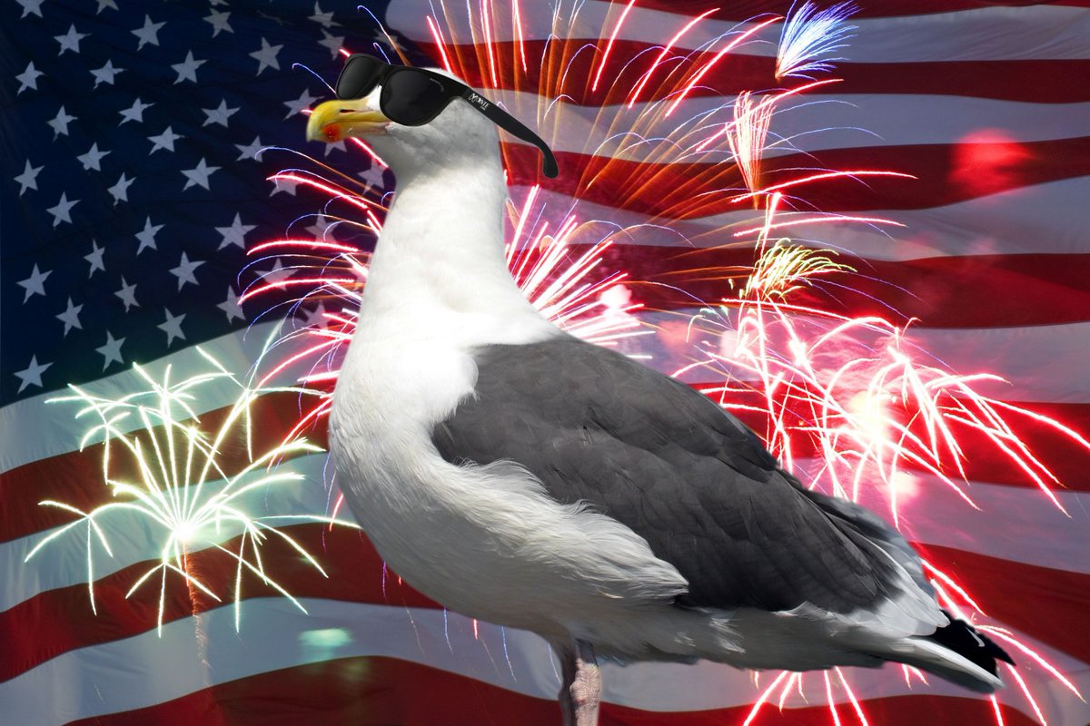 Happy 4th of July, Gulls!