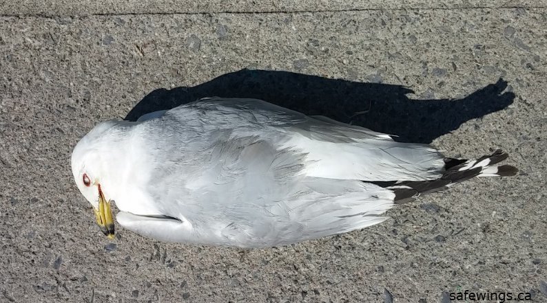 SafeWingsOtt's tweet image. Sad landmark: the 100th species of bird we've found killed or injured by #windowstrike. ow.ly/aZXD301UfJd