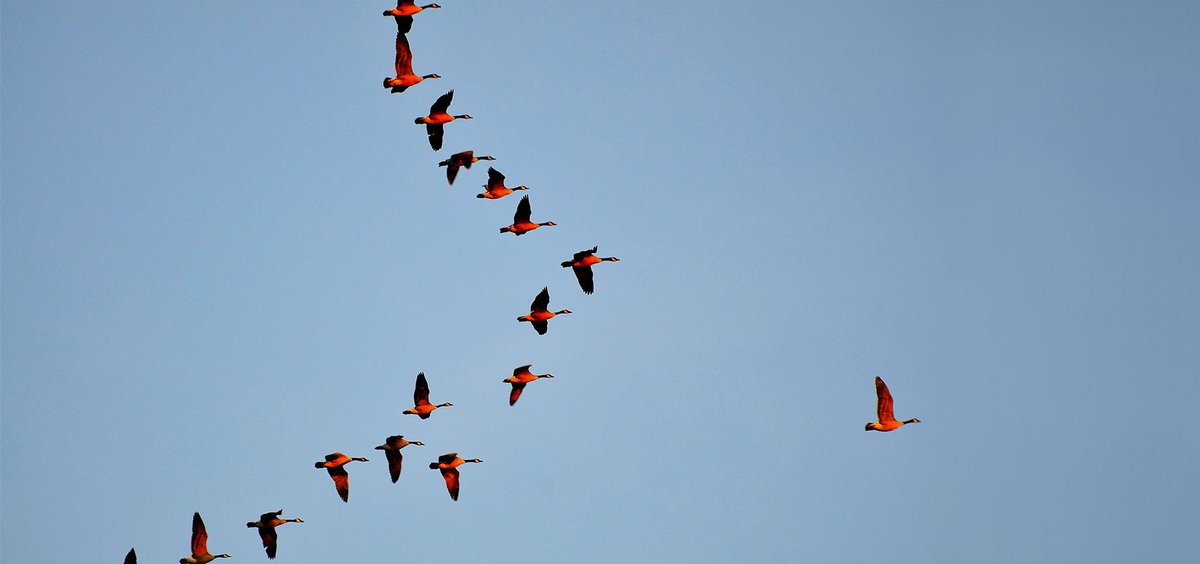 Our archive article of the week: Primal Leadership s.hbr.org/297ZGMZ