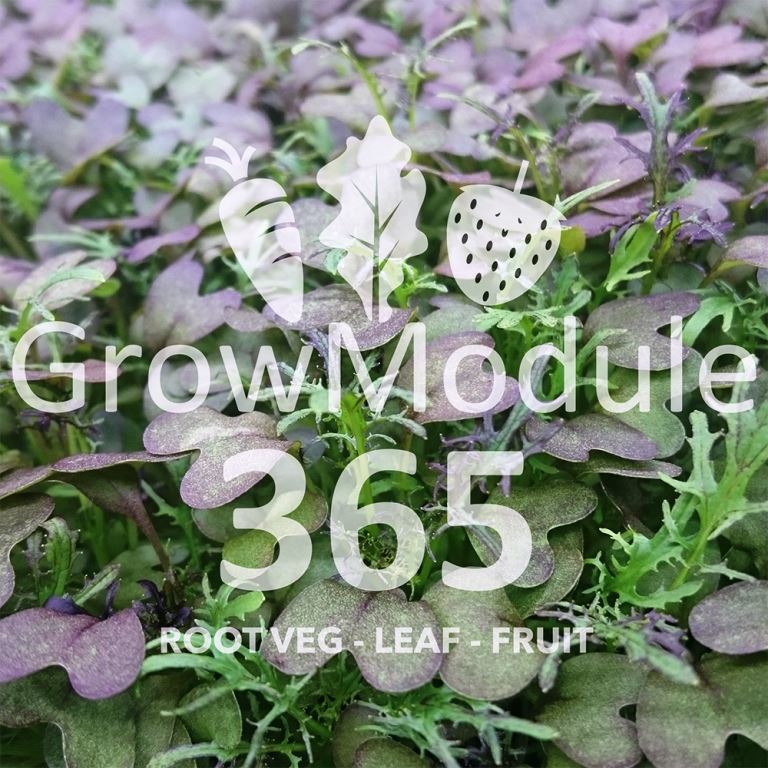 growmodule365's tweet photo. Thought you couldn't grow #RedMustard indoors? Think again! #GrowModule365, coming soon! E: info@growmodule365.co.uk https://t.co/qv7pz7tzey