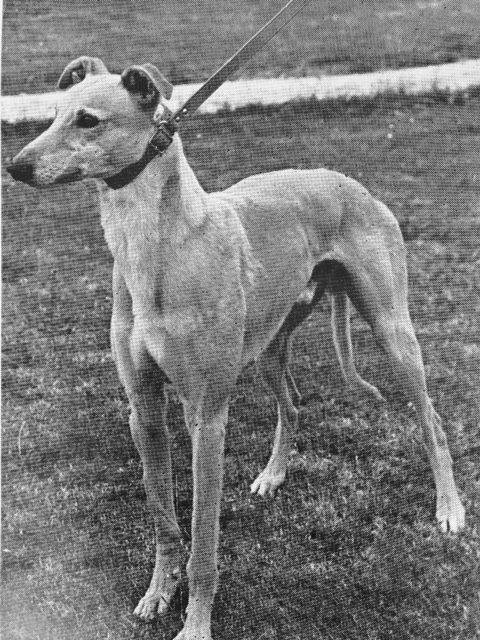 Looking through old #greyhound magazines! Cracking pic of SUPER SMITH  born in 1970 #greyhoundhistory