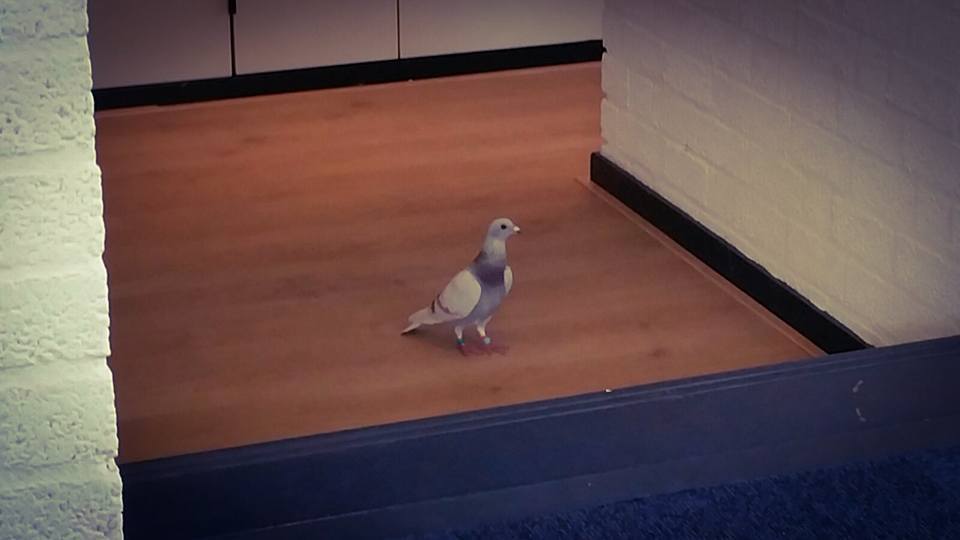 actvision's tweet photo. Vreemde vogels bij Act Vision ;-)  #ICT #digitalisering https://t.co/HfmnLEfT9e