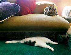 CatFoodBreath's tweet image. Unbelievable crash in the #tourdecouch.  Waldorf is still trapped.  Warning: graphic photo of accident scene.