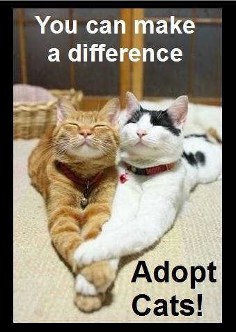 CATFrome's tweet photo. https://t.co/wpp8nHpkRZ