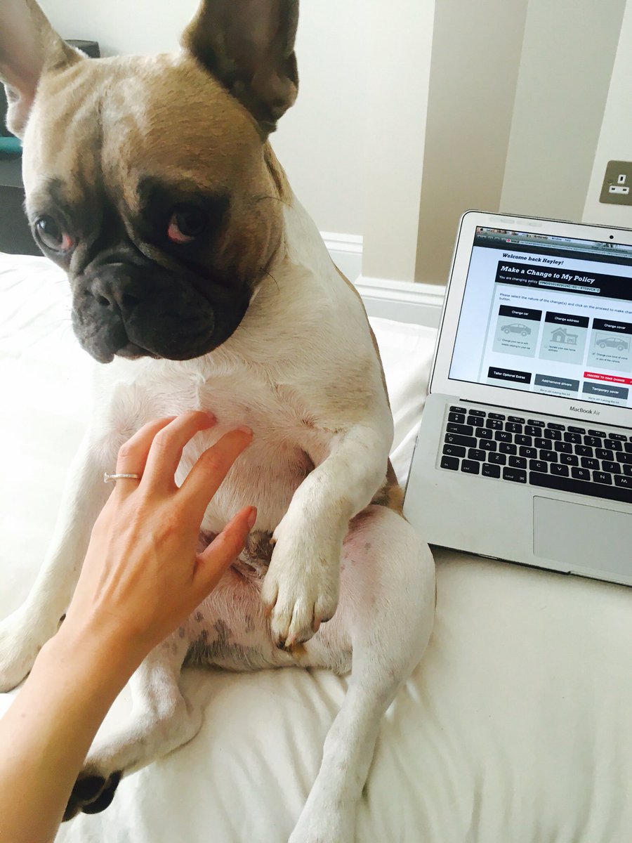 RocodogSpicer's tweet photo. Please don't stop scratching my belly! #rocodog #cute #dog #frenchbulldog #tryingtowork https://t.co/7rqKgP0DBS