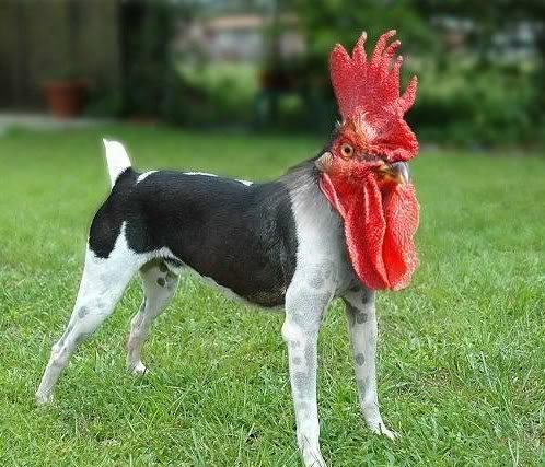 Choplogik's tweet photo. @MaraWritesStuff ..... chicken dogs ?? https://t.co/3s6ntICA5L