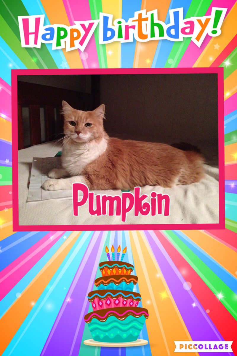 cutieandpumpkin's tweet photo. 🐾 4th of July means it's our birthday! It's a happy 4th (bday) for us today! 🐾 
#4thofJuly #C&amp;Pbirthday https://t.co/zYQJlMwoz7