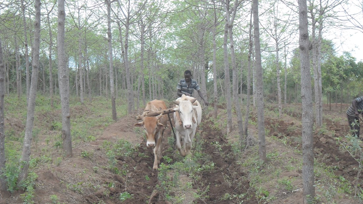 africawoodgrow's tweet photo. We produce high quality mahogany wood to stop the import of timber from the Congo basin in to Kenya. https://t.co/MC5QvnDjir