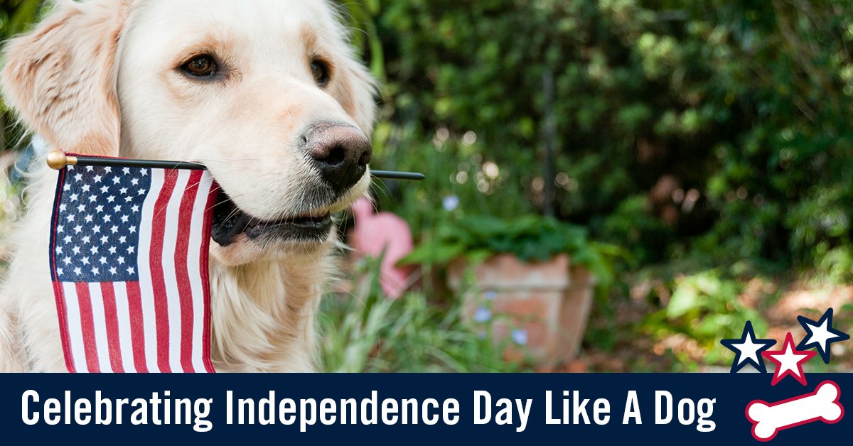 BagsOnBoard's tweet image. Party like #patrioticpups today. livethepetlife.com/celebrating-in…