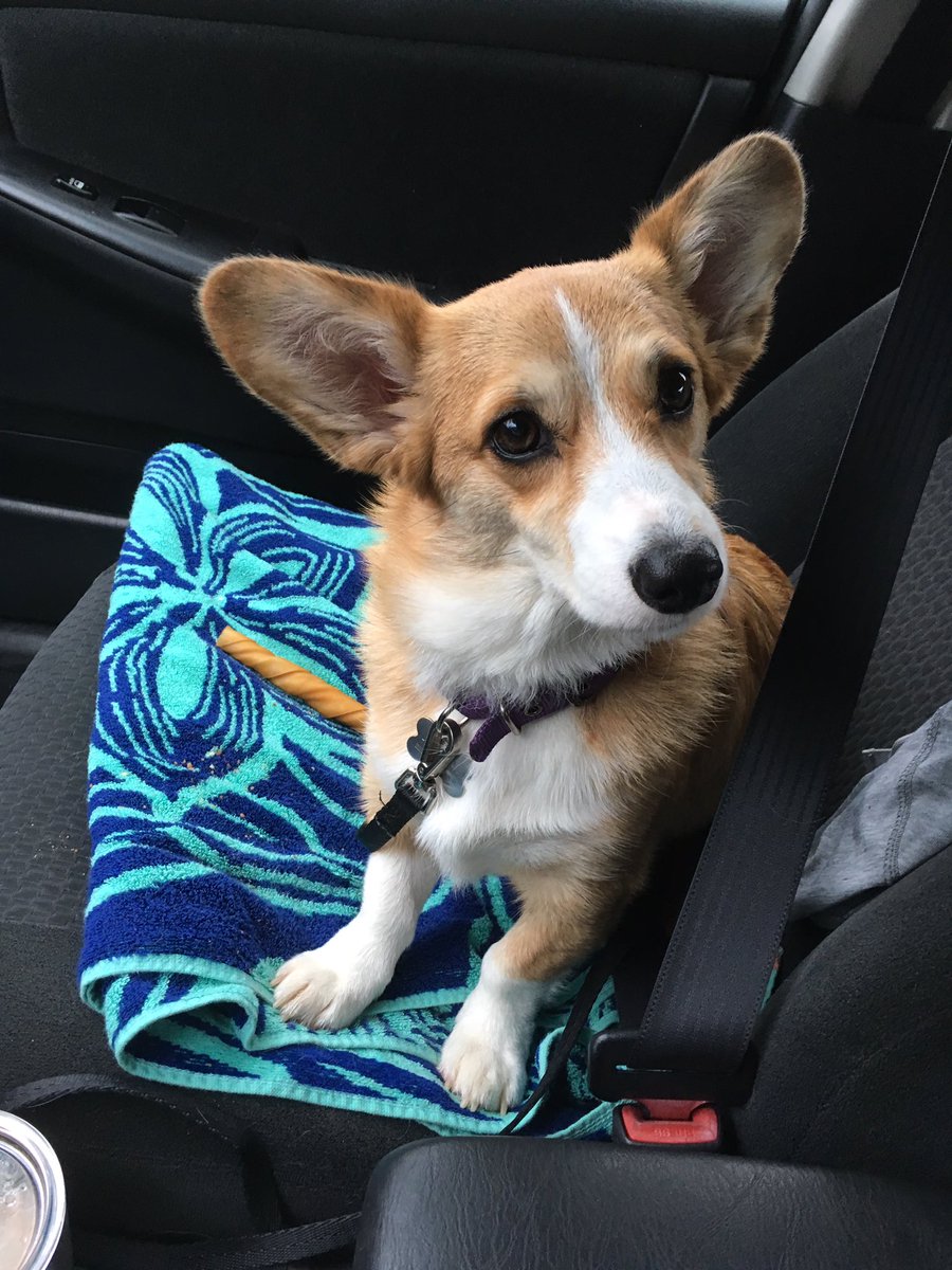SweetsbyBailey's tweet photo. What you talkin' 'bout momma? #corgilove #pembrokewelshcorgi #rigatonithecorgi #Travel https://t.co/VJtHF1IwMW