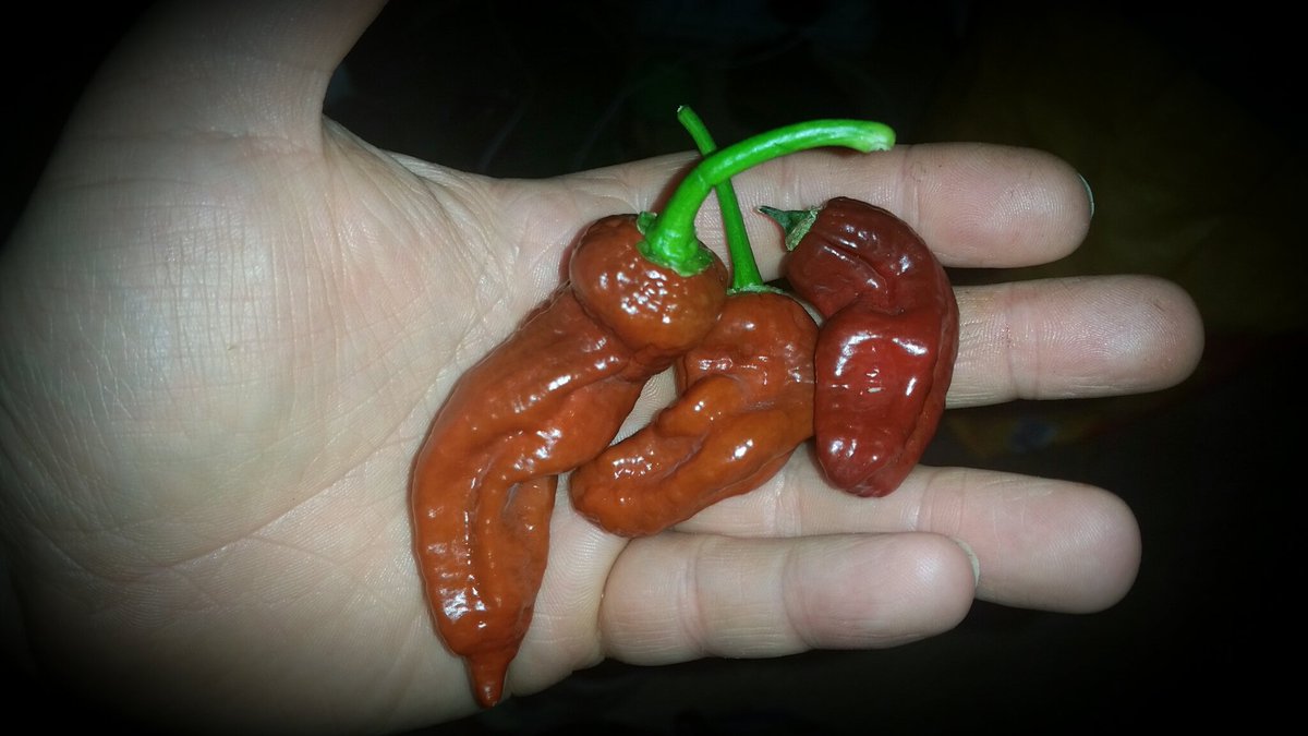 habanerosteves's tweet image. @Chilli_Hour @GrtDorsetChilli @SeaSpringSeeds @LoveofChilli @FABangor  l👀k at our Chocolate King Nagas #superhots