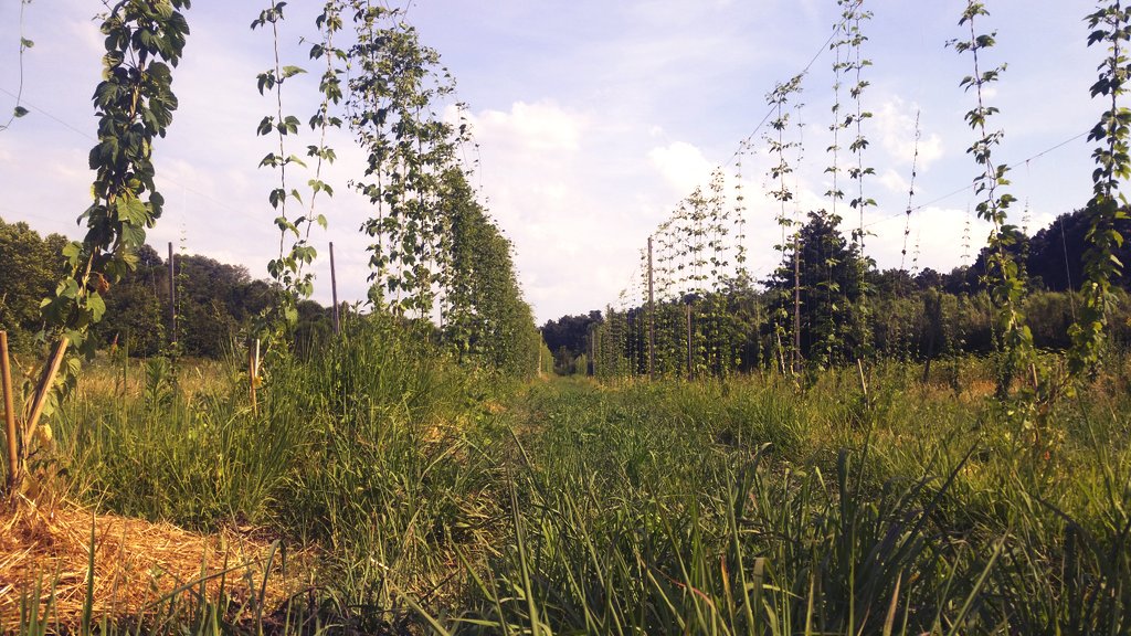 Oggi pomeriggio in luppoleto :-) 
#sempresulavia #birraartigianale #toscana