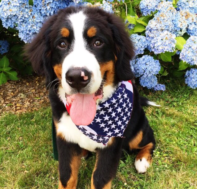 dogsandfIowers's tweet photo. happy 4th of july! 🇺🇸🎆🎉 https://t.co/MrPBP7jS9S