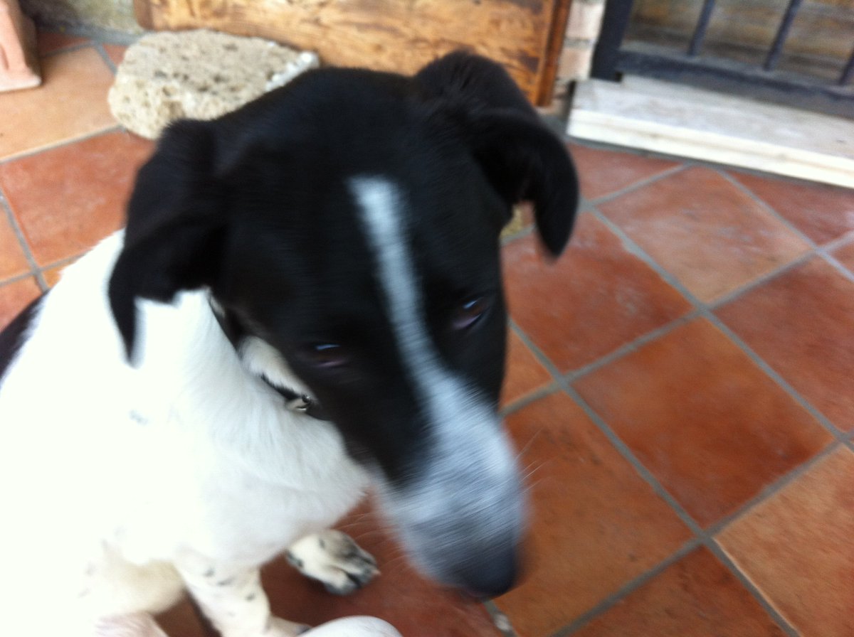YoMonteolivo's tweet photo. Going to be a new #challenge needed #truffle for dinner,immediately, #Juve came to the kitchen #dog #truffletraining https://t.co/9diaRnex8W