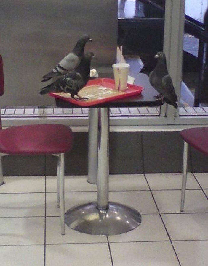 Nero_AzC's tweet photo. Taleur j'ai vu un pigeon en entretien d'embauche.. j'espère qu'il a eu le poste mdr https://t.co/7r6y9AWx6v
