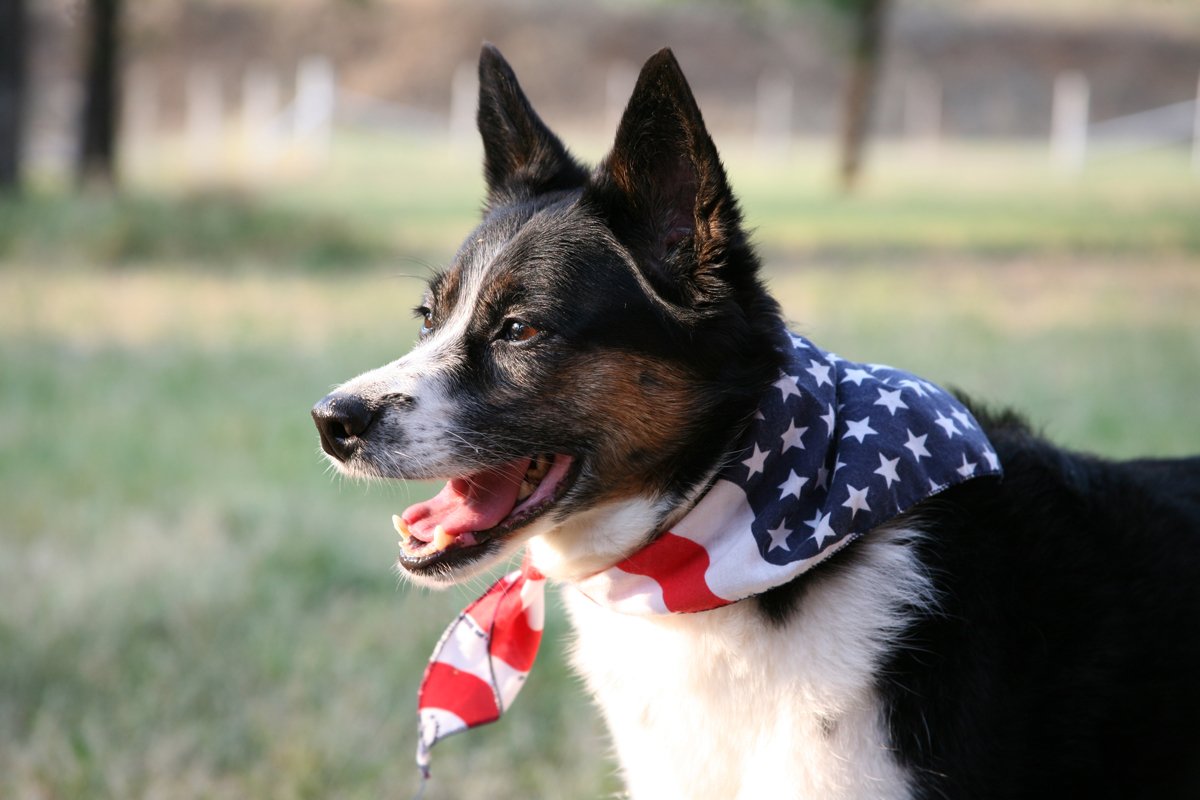 doggysdigest's tweet photo. Doggy's Digest wishes everyone a happy and safe July 4th! https://t.co/tfvb0eEpD8