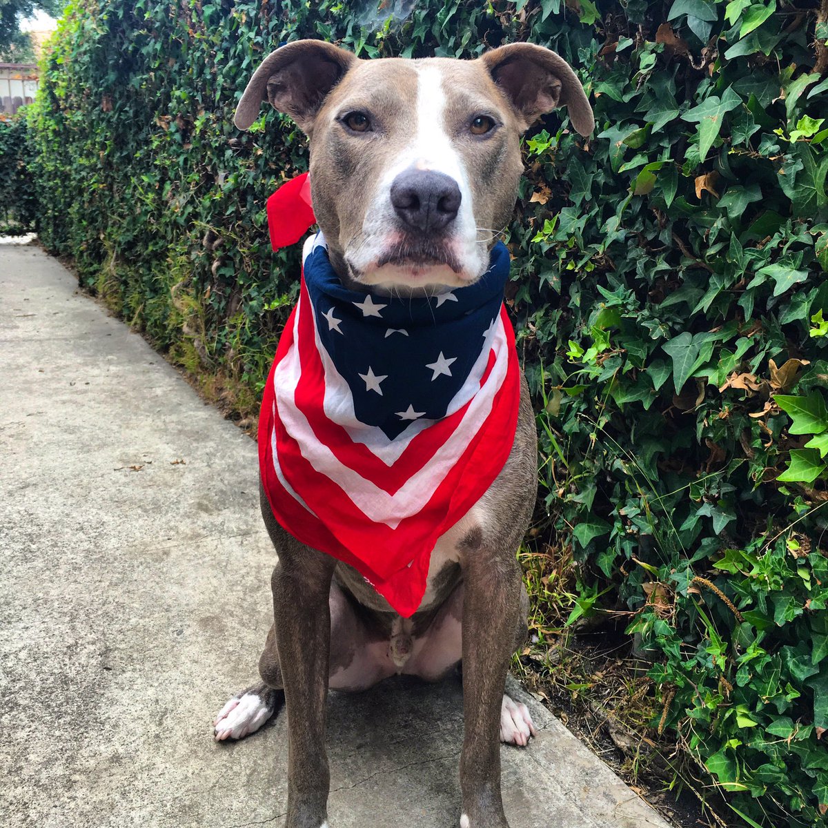 Happy 4th! 🇺🇸 I take this day very seriously <a href="/Pitbullsofinsta/">Pitbullsofinstagram</a> <a href="/PEOPLEPets/">People Pets</a>