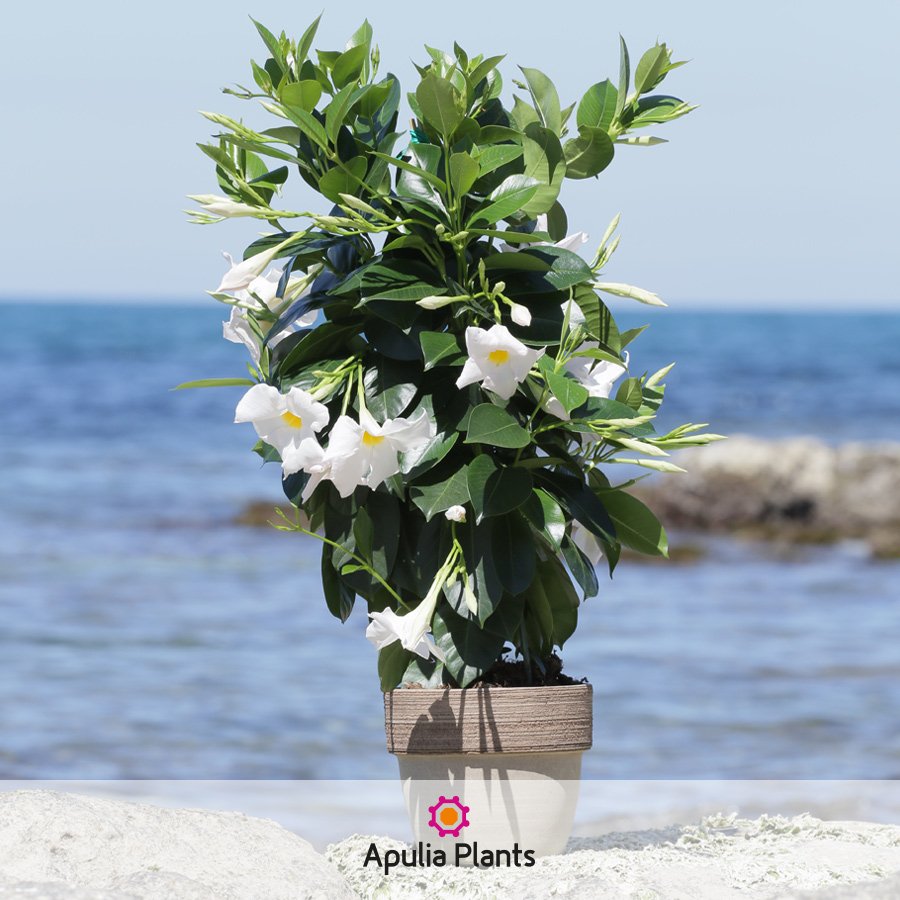 ApuliaPlants's tweet photo. Il mare non parla per frasi. Parla per profumi, colori e immagini. https://t.co/duODbQfi1U