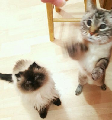 LexiTheKitty1's tweet photo. Meet my friends Benji and Tiger Lilly, Who are now my Official brother, and sister. 🐾 https://t.co/WNNzy30fhQ